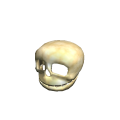 skull